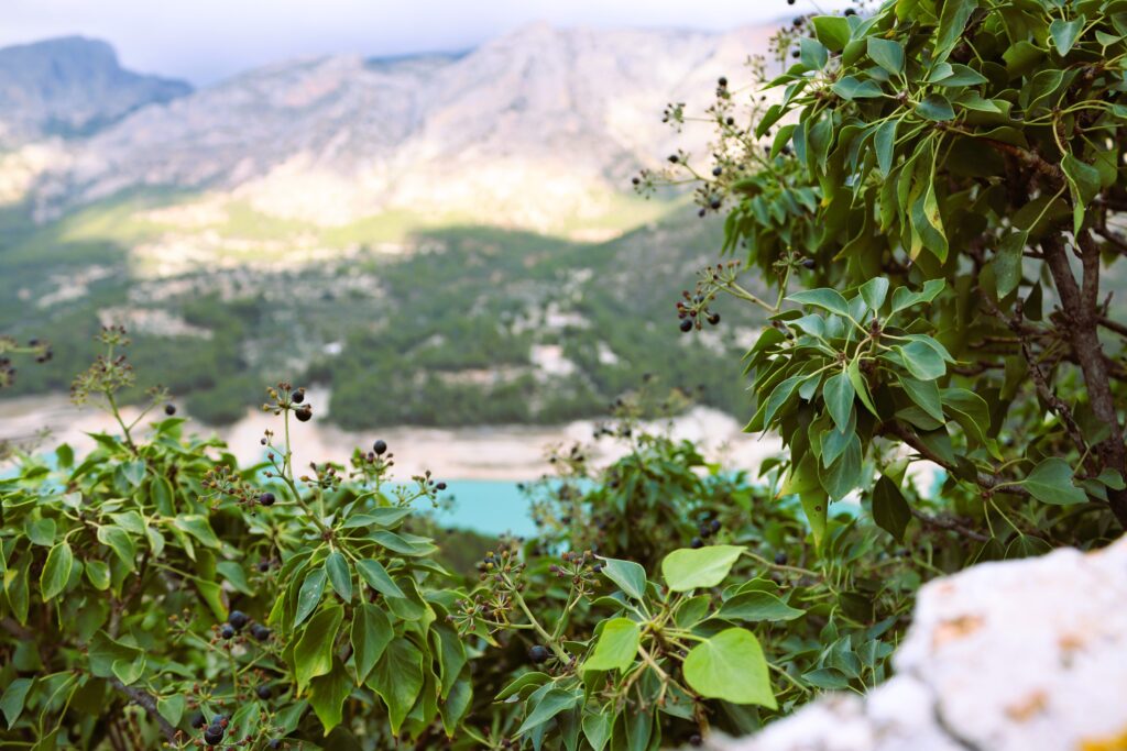 Вид на долину и бирюзовое водохранилище Гуадалеста сквозь зелёные ветви, Аликанте, Испания